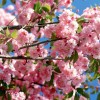 primavera-z-flowers-spring-fiori-rosa-boccioli-blossoms-hd-581032